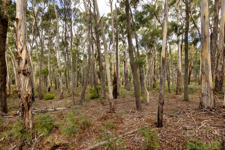 Sixth view of Homely land listing, 25 Mary Road, Wheatsheaf VIC 3461