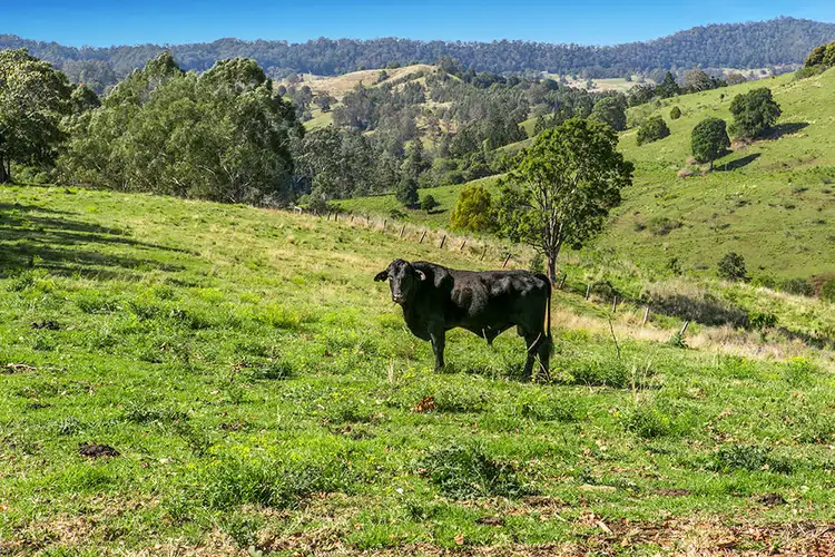 Fifth view of Homely rural property listing, 24 Oakey Creek Road, Georgica NSW 2480