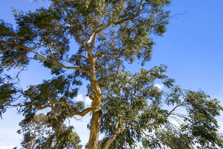 Sixth view of Homely land listing, 47 Field  Street North, Ocean Grove VIC 3226