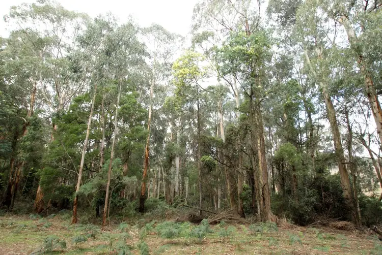 Sixth view of Homely land listing, 825 Gembrook - Launching Place Road, Hoddles Creek VIC 3139