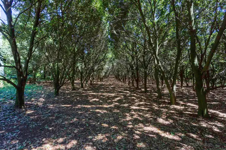 Fourth view of Homely rural property listing, 122 North Teven Road, Teven NSW 2478
