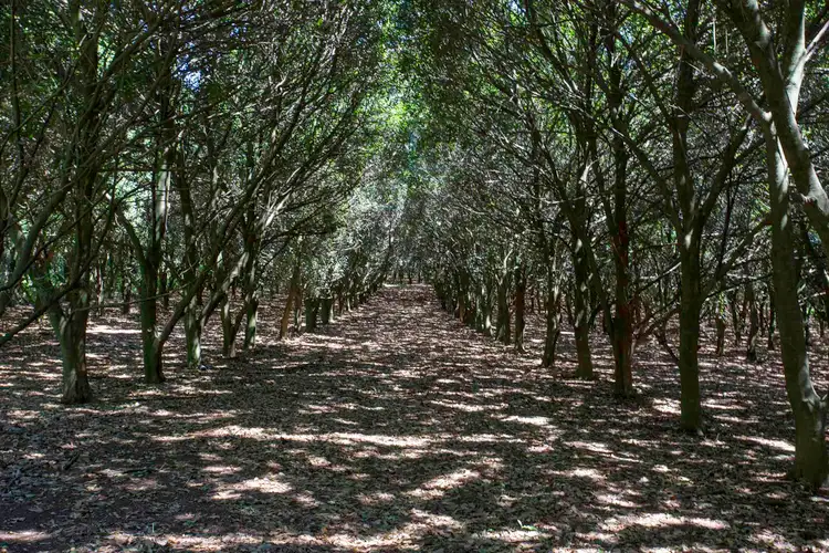 Fifth view of Homely rural property listing, 122 North Teven Road, Teven NSW 2478