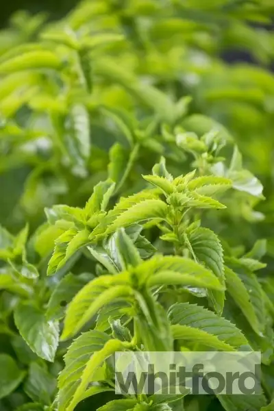 Fifth view of Homely house listing, 14 Plantation Drive, Barwon Heads VIC 3227