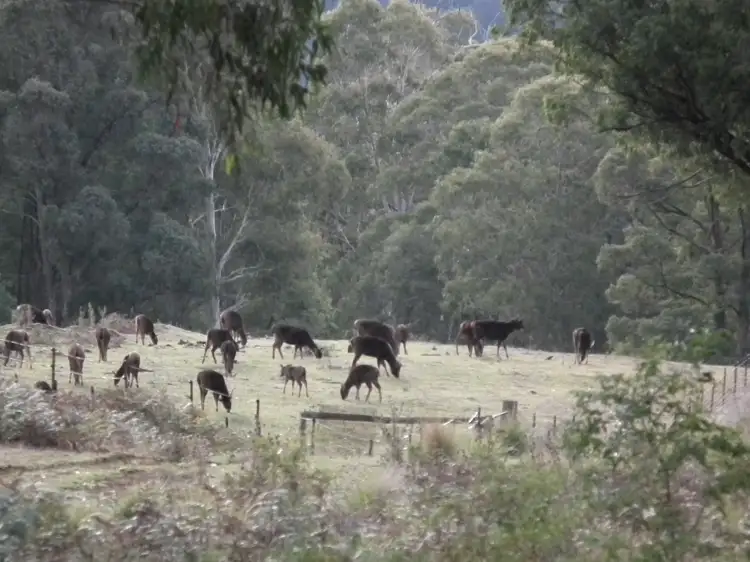 Main view of Homely rural property listing, 581 Lower Tablelands Road, Benambra VIC 3900