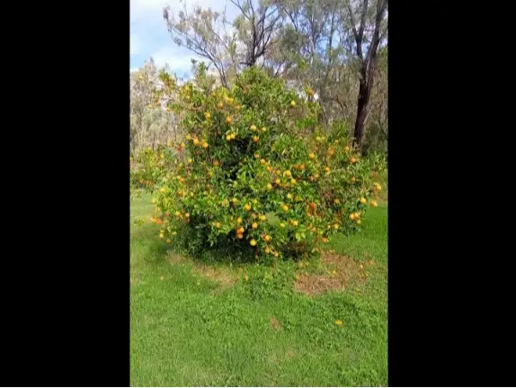 Seventh view of Homely rural property listing, Lot 86 Tralee Road, Pratten QLD 4370
