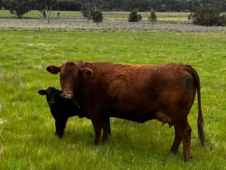 Fifth view of Homely land listing, 1 Eurimbla Road, Cumnock NSW 2867
