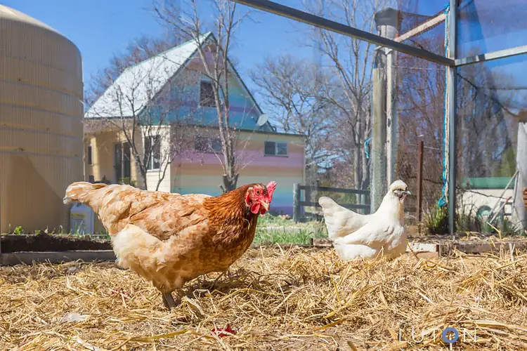 Fifth view of Homely house listing, 37 Glenmore Road, Braidwood NSW 2622