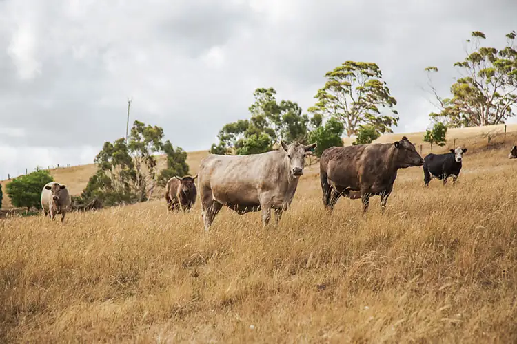 Seventh view of Homely rural property listing, Lot 5 Mattners Road, Balhannah SA 5242