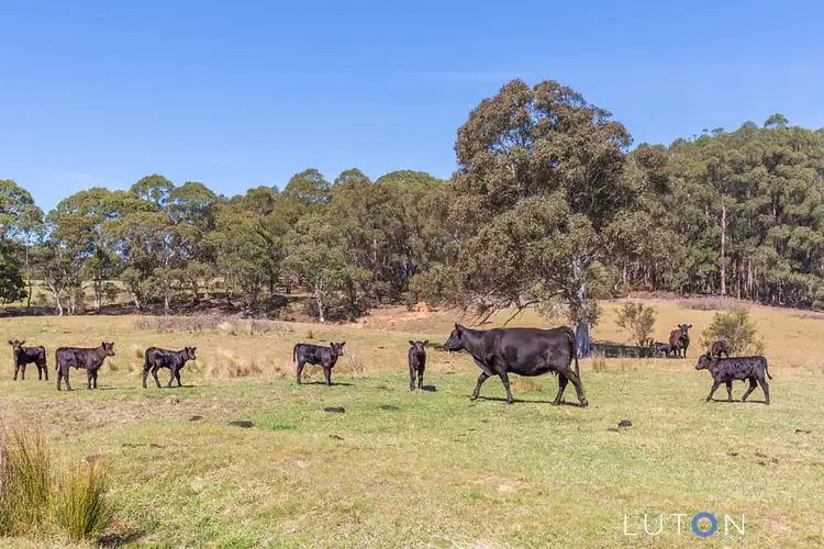 Third view of Homely rural property listing, 884 Charleys Forest Road, Braidwood NSW 2622