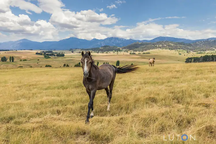 558 Micalago Road, Michelago NSW 2620