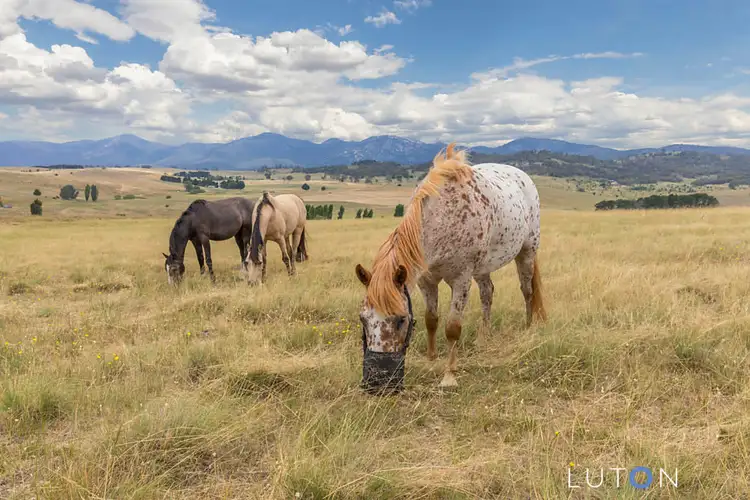 Seventh view of Homely rural property listing, 558 Micalago Road, Michelago NSW 2620