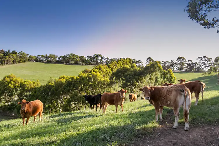 Fifth view of Homely land listing, 24 Coat Road, Ironbank SA 5153