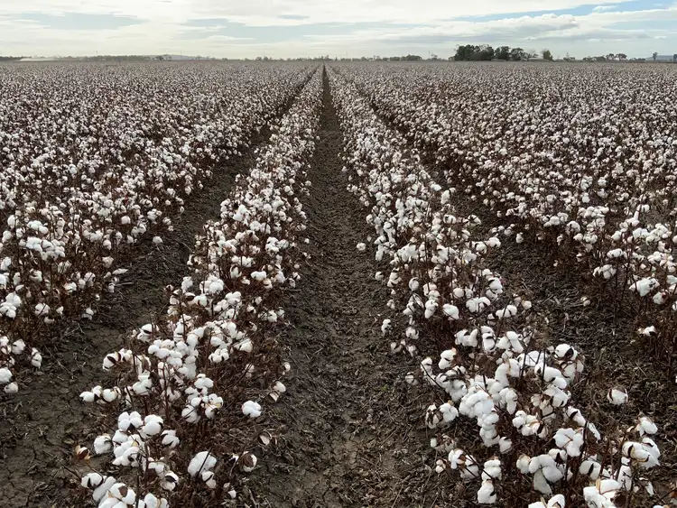 Part Farm 1082, 1386 Murrami Road, Leeton NSW 2705