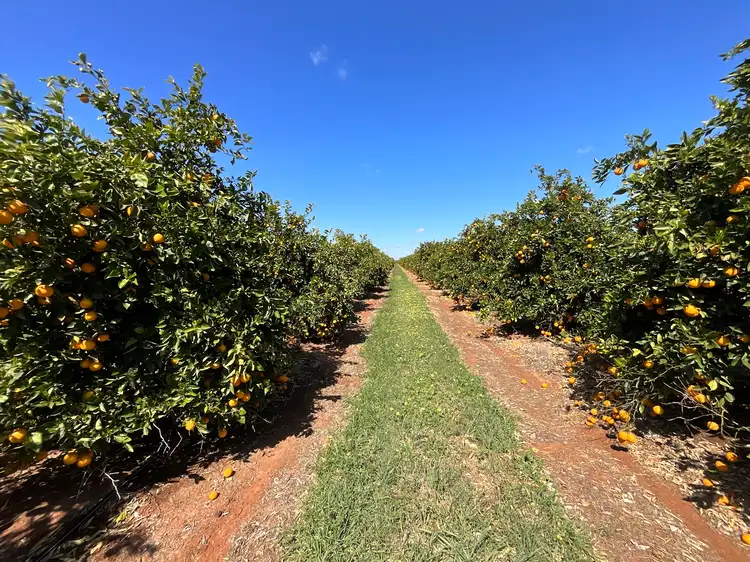 Second view of Homely rural property listing, 1058 Kidman Way, Hanwood NSW 2680