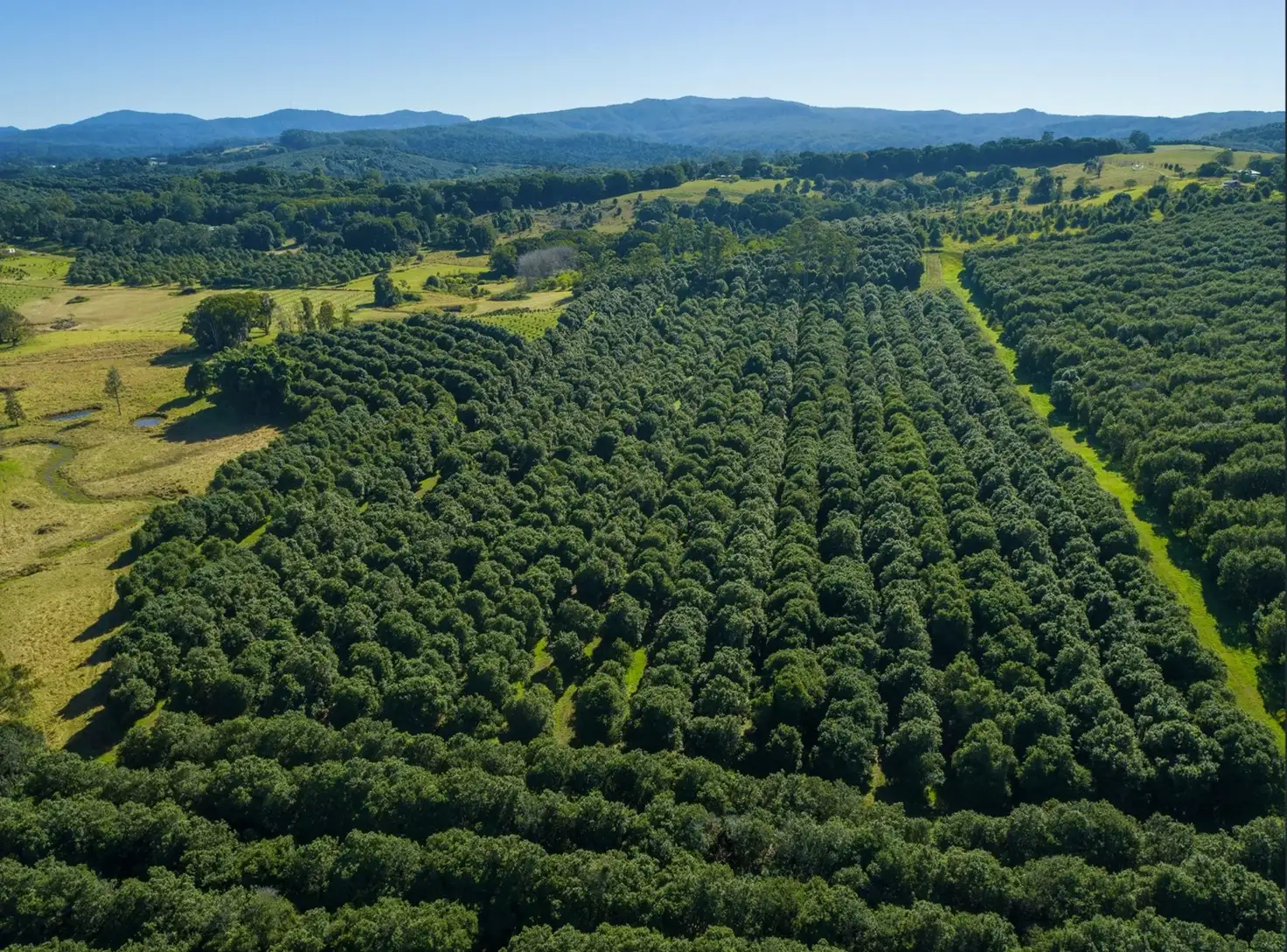 Main view of Homely rural property listing, 1808 Dunoon Road, Dunoon NSW 2480