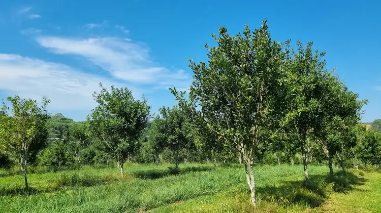 Second view of Homely rural property listing, 1808 Dunoon Road, Dunoon NSW 2480