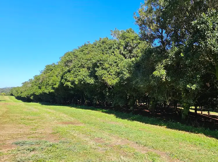 Fourth view of Homely rural property listing, 1808 Dunoon Road, Dunoon NSW 2480