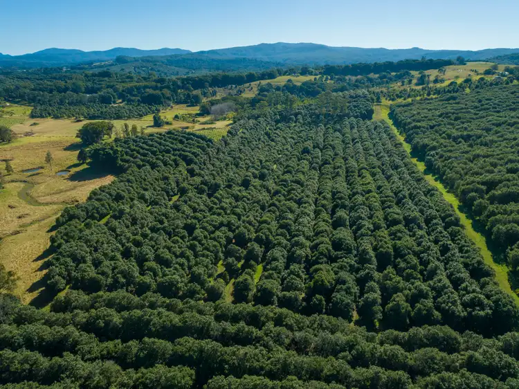 Seventh view of Homely rural property listing, 1808 Dunoon Road, Dunoon NSW 2480