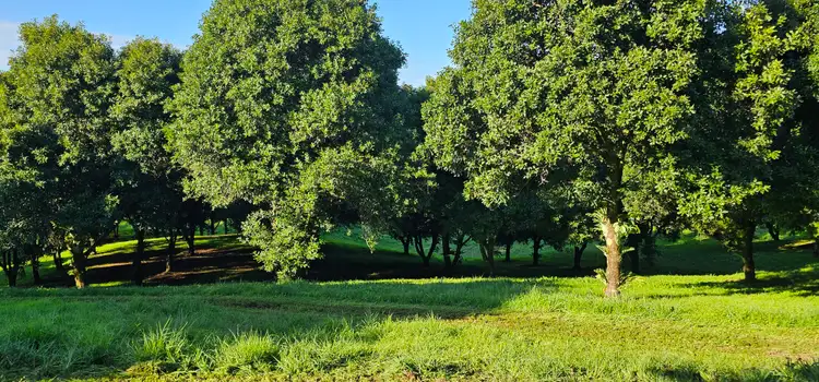 Sixth view of Homely rural property listing, 1005 Tuntable Creek Road, Tuntable Creek NSW 2480