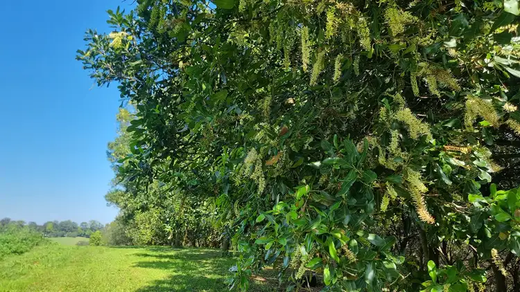 Fourth view of Homely rural property listing, 1248 Dunoon Road, Dunoon NSW 2480