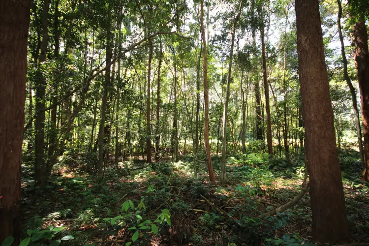Third view of Homely rural property listing, Lot 1 Peachester Road, Beerwah QLD 4519
