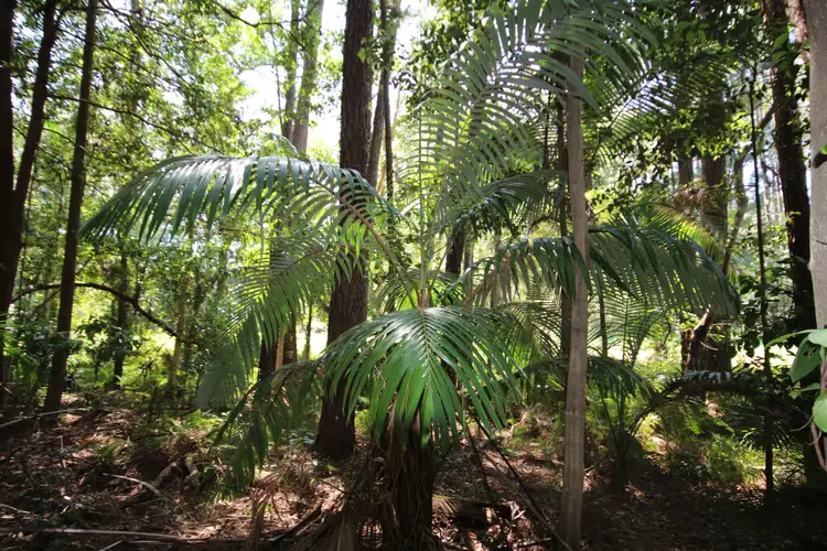Fourth view of Homely rural property listing, Lot 1 Peachester Road, Beerwah QLD 4519