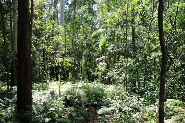 Fifth view of Homely rural property listing, Lot 1 Peachester Road, Beerwah QLD 4519