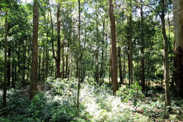 Sixth view of Homely rural property listing, Lot 1 Peachester Road, Beerwah QLD 4519