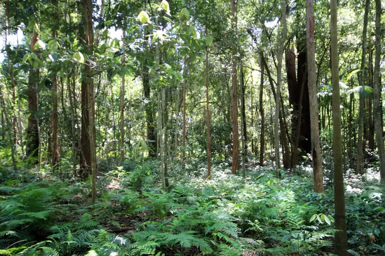 Seventh view of Homely rural property listing, Lot 1 Peachester Road, Beerwah QLD 4519