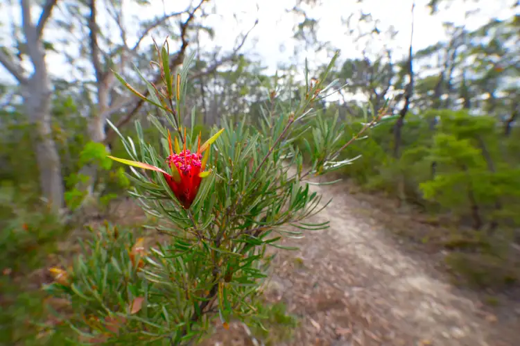 Fourth view of Homely rural property listing, 17 Daly Road, Faulconbridge NSW 2776