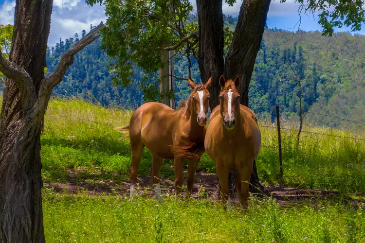Fourth view of Homely rural property listing, 366 Mudlo Road, Kilkivan QLD 4600