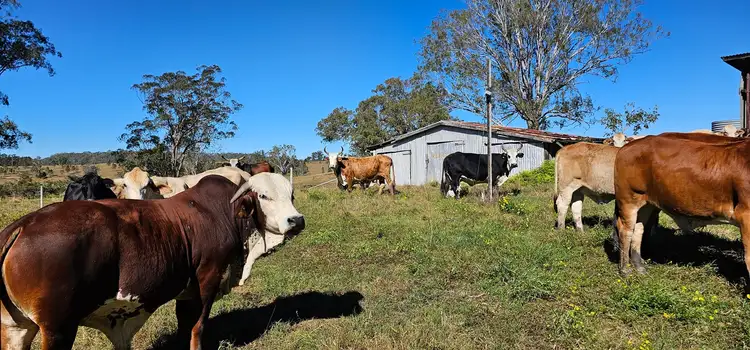 981 Old Dyraaba Road, Lower Dyraaba NSW 2470