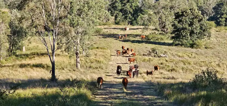 Seventh view of Homely rural property listing, 2400 Busbys Flat Road, Busbys Flat NSW 2469