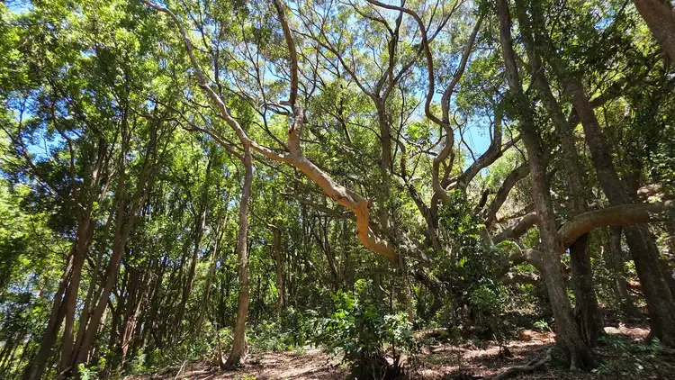 Fourth view of Homely rural property listing, 70 North Teven Road, Teven NSW 2478