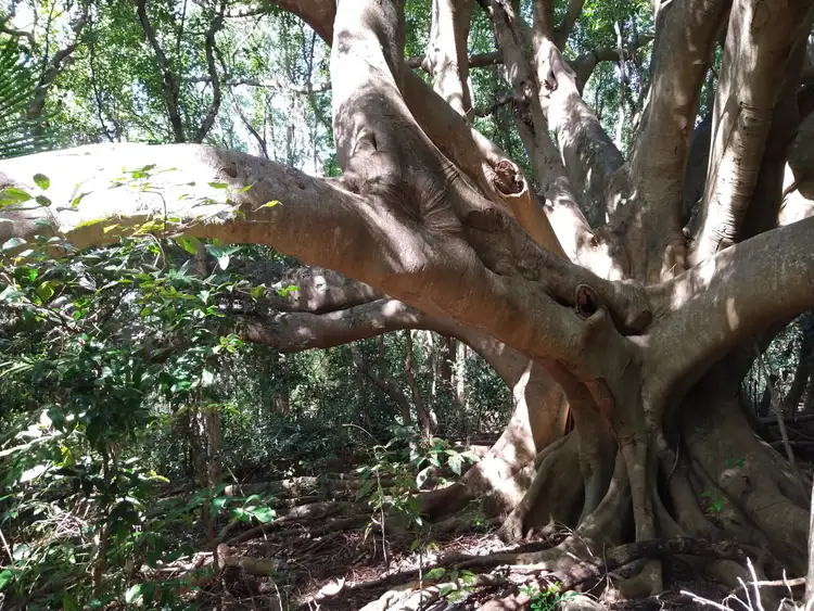 Fifth view of Homely rural property listing, 70 North Teven Road, Teven NSW 2478