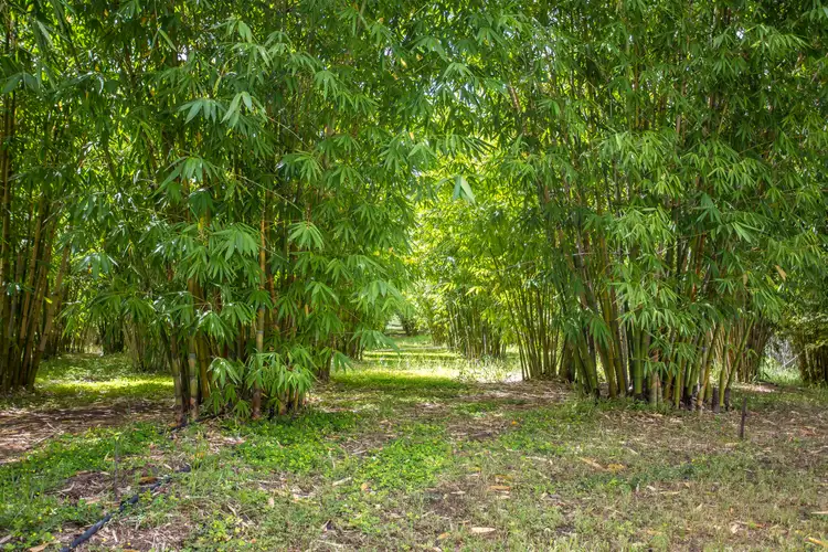 Fourth view of Homely rural property listing, 612 Bakers Road, Bauple QLD 4650