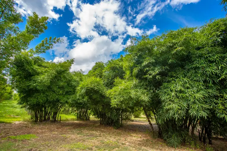 Fifth view of Homely rural property listing, 612 Bakers Road, Bauple QLD 4650