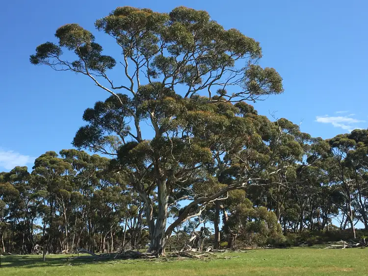 Fifth view of Homely rural property listing, Sec 62 Bark Hutt Road, Cassini SA 5223