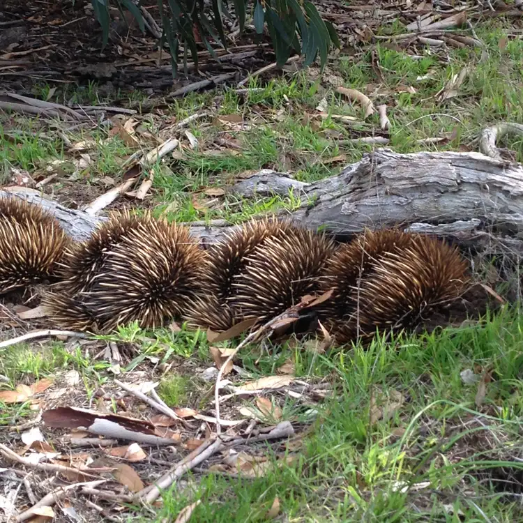 Sixth view of Homely rural property listing, Sec 62 Bark Hutt Road, Cassini SA 5223
