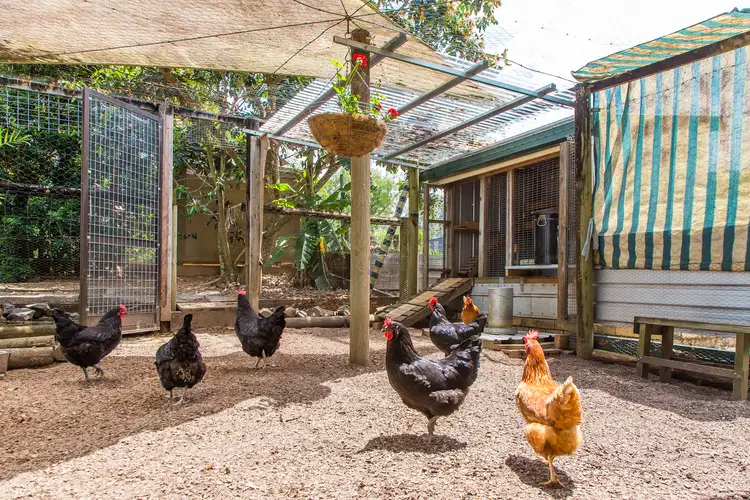 Sixth view of Homely house listing, 64 Alfs Pinch Road, Beerwah QLD 4519