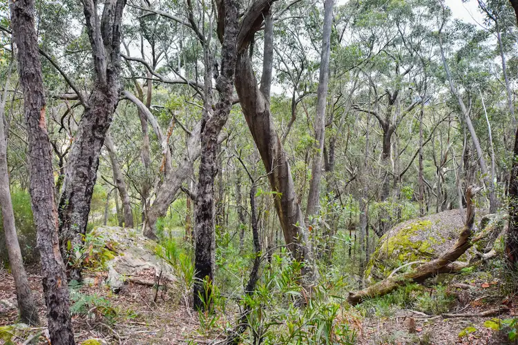 Fourth view of Homely land listing, 7 Acacia Street, Colo Vale NSW 2575