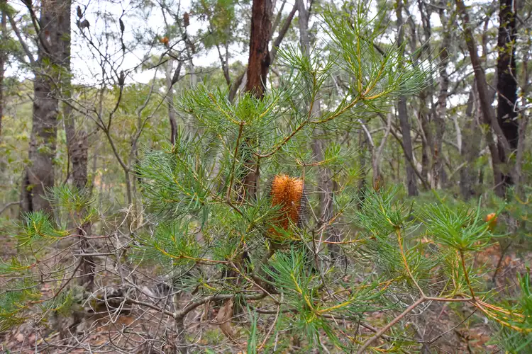 Sixth view of Homely land listing, 7 Acacia Street, Colo Vale NSW 2575