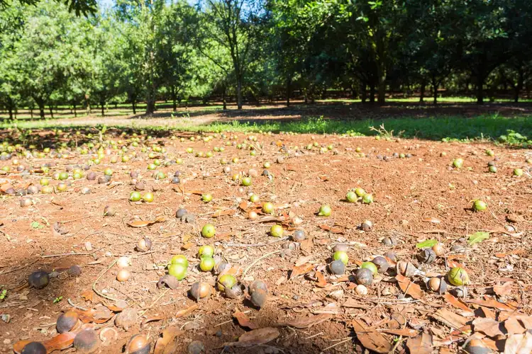 Fourth view of Homely rural property listing, Address available on request