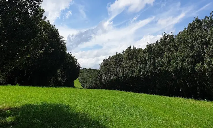 Main view of Homely rural property listing, Lots 3 and 4 Frank Street, Alstonville NSW 2477