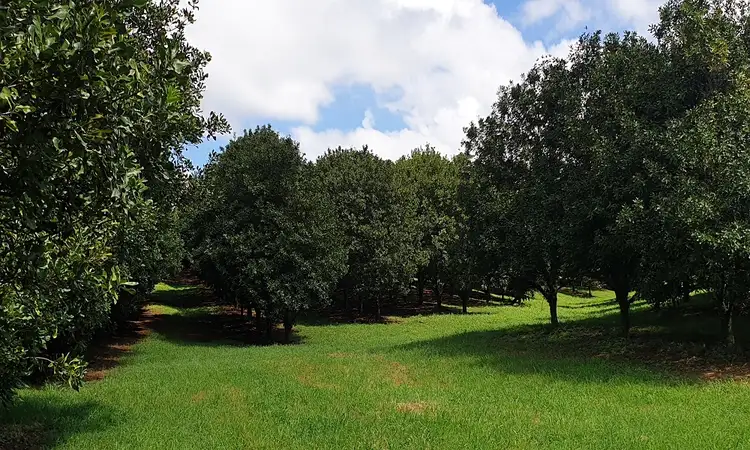 Sixth view of Homely rural property listing, Lots 3 and 4 Frank Street, Alstonville NSW 2477