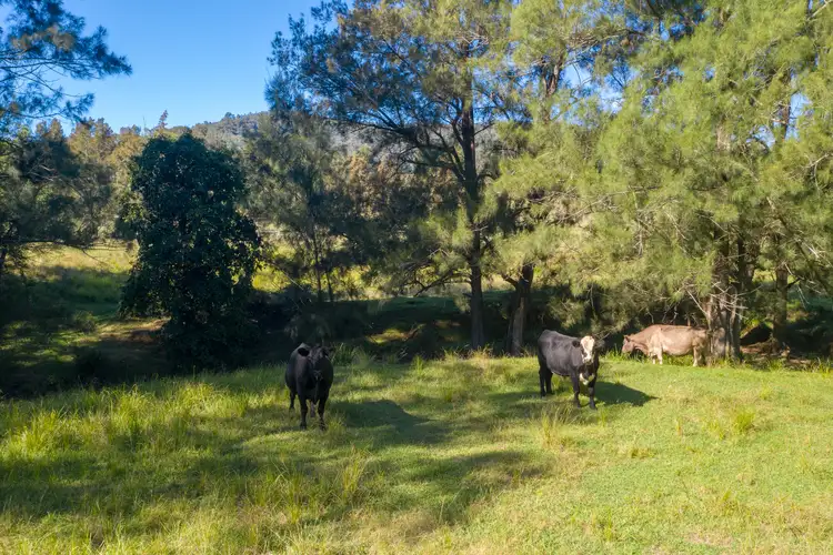 49 Dog Trap Creek Road, East Gresford NSW 2311