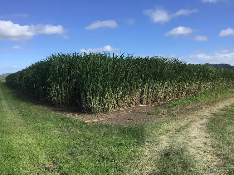 Fourth view of Homely rural property listing, Lot 11 Pimlico Road, Pimlico NSW 2478