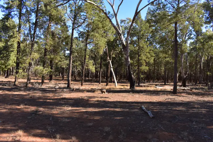 Sixth view of Homely other listing, 1258 Condobolin-Trundle Road, Trundle NSW 2875