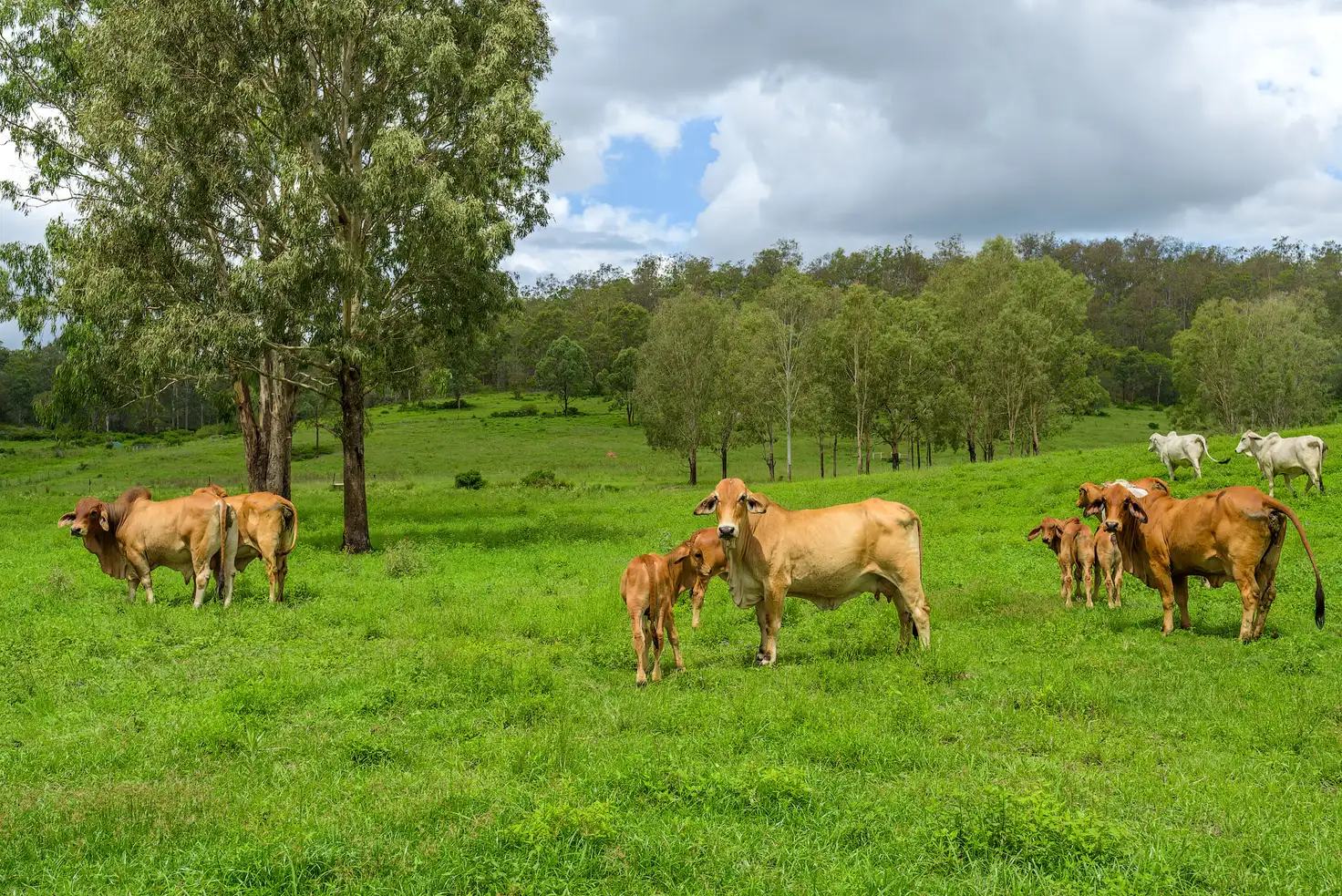 Main view of Homely rural property listing, 635 Wide Bay Highway, Bells Bridge QLD 4570