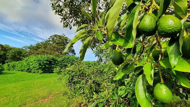 Second view of Homely rural property listing, 10 Victoria Park Lane, Dalwood NSW 2477